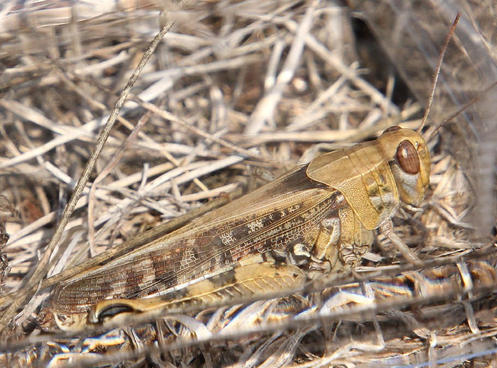 Acrididae 4